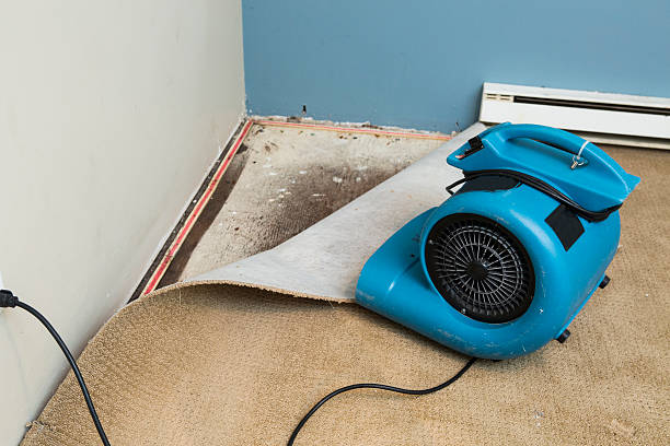 Best Water damage restoration near me  in Belcourt, ND